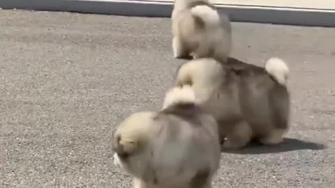 Four puppies play together 😺