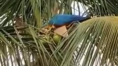 Macaw Drinking Coconut Water