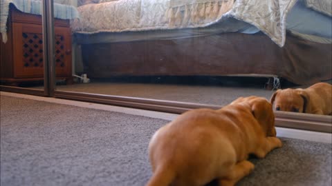 dog looking at mirror