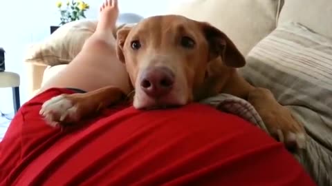 Dog reacts to baby's cick