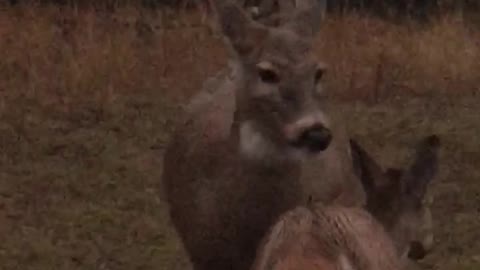 Can we talk to deer