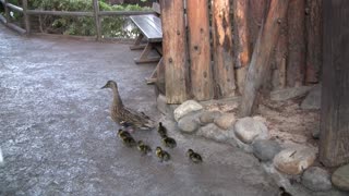 BABY DUCKS PARADE at DISNEYLAND, MAINSTREET USA