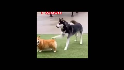 Who dare to touch my BUTT, Corgi