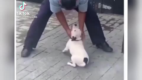 The Dog Was Receiving Affection Until Something Bothered Him