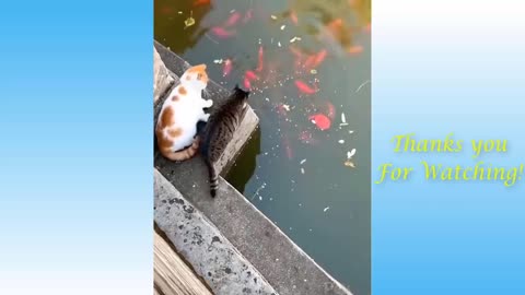 Top Funny Cat Videos of The Weekly not miss and watch full video