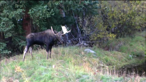 Wild Wonders: Moose Tracks