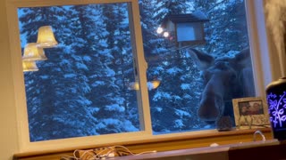 Momma Moose Comes Back for Bird Feeder