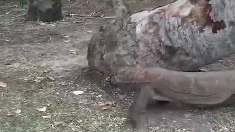 komodo dragon attacks man