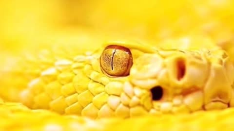 The Bizarre Albino Rattlesnakes!