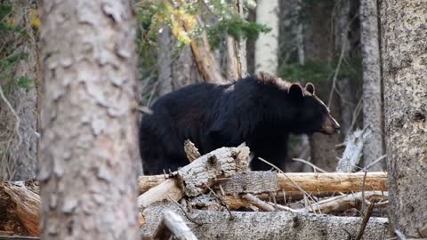 Black Jumbo Bear Got Spotted In Forest
