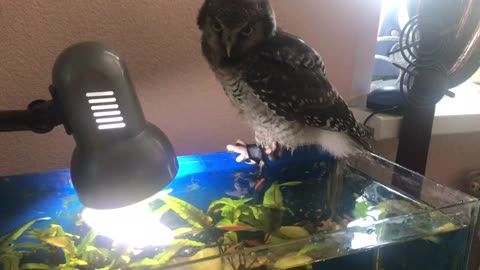 Careless baby owl falls into fish aquarium