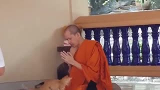 Monk Maintains Purrfect Concentration