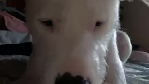 Dog reacts to cucumber!!!