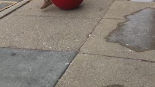 Girl jumps over target red ball faceplants