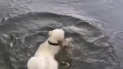 Dog falls in water 😂😂😂