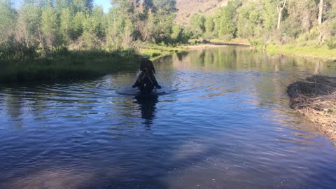 Beaver Dam on Bear River