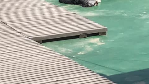 a sunbathing puppy