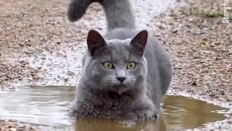 A cat happily plays in a puddle