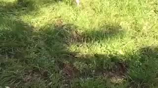 Brown white dog plays and runs in the grass