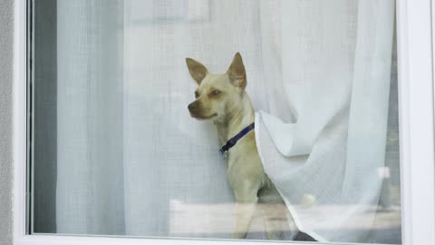 Dog looks in the window and cries