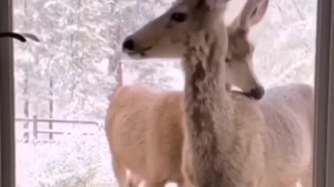 Watch these two deer waiting for the door to open