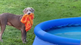 Puppy Wants an Early Morning Swim in New Pool