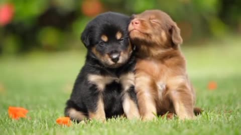 Cutest puppies🐕 playing and enjoying 😍