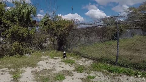 Boston Terrier Plays Balloon