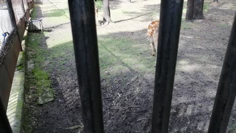 Magnificent deer at the zoo.