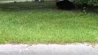 Bold Kitty Has Bear on the Run