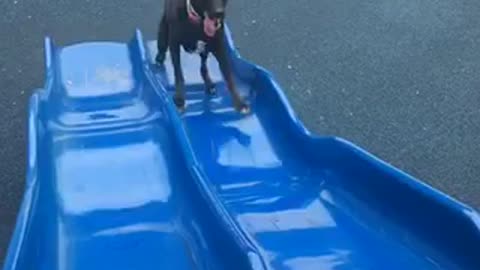 Dog trying to go up slide keeps sliding down