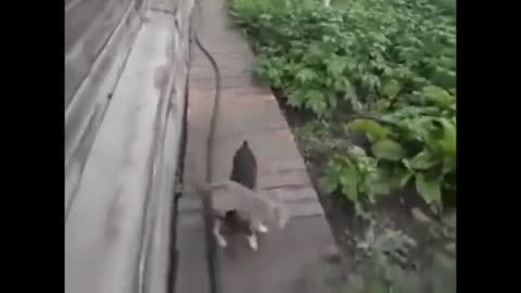 Adorable dog carries home a drunk cat... Precious!!