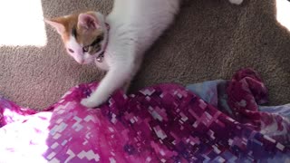 2 baby kittens playing with bed sheet