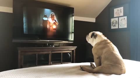 Dog Funny Reaction To Tv