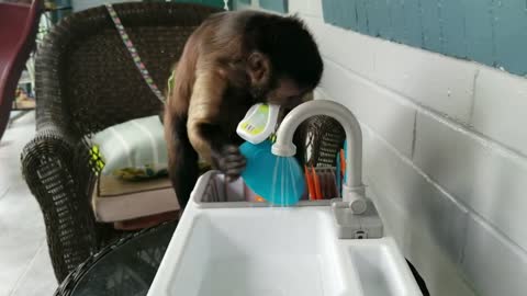 Monkey Gets a New Toy Sparks Sink to Play With. He Loves Washing Dishes