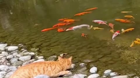 Fish is stolen every day 😕😺