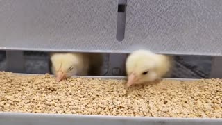 Baby chicks at local farm store
