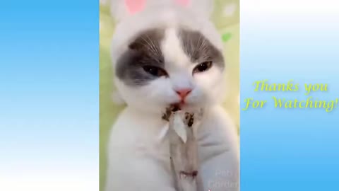 Funny animal videos 2021 Impossible not to laugh - Funny videos
