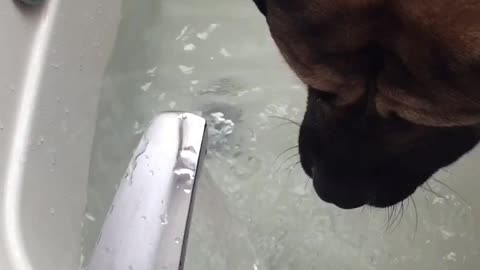 English Mastiff vs Water