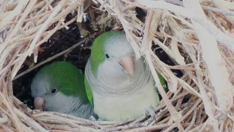 parakeets in its nest