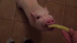 Mini Pig adorably chows down on pickle