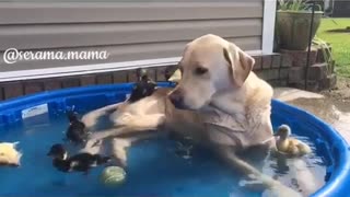 Labrador dog lounges in pool with baby ducks