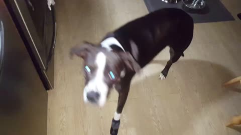 Bruno the pitbull trying out his new socks