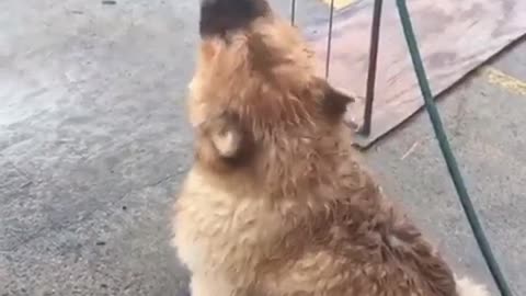 Chow Chow puppy drinks falling raindrops