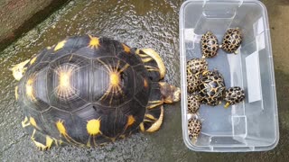 Mother tortoise lovingly admiring her babies