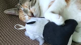Cat Catches A Cat Nap