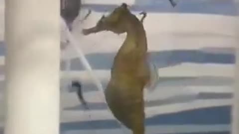 seahorse getting birth