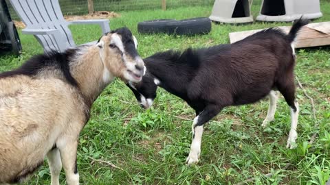 Goat Boys Battling and Showing Off B 08.2021