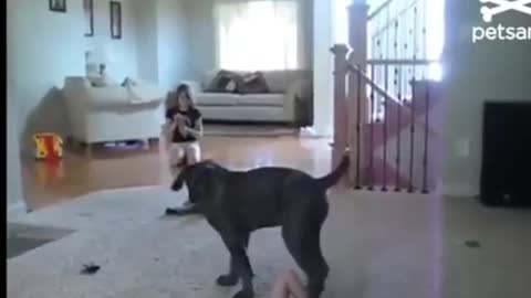 More funny dog ​​trolling the baby and sitting on his head