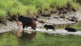 Black Bear Family Scores Succulent Salmon